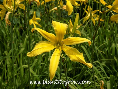 'Spider Breeder' Daylily (Hemerocallis) 
34 inches tall
10 inch, lemon yellow self flowers
mid to late season
diploid, diurnal, dormant
Miller-J., 1978